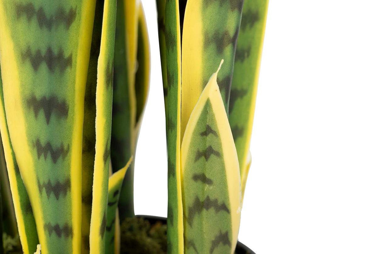 Sansewieria Trifasciata Plant 25x25x85 cm