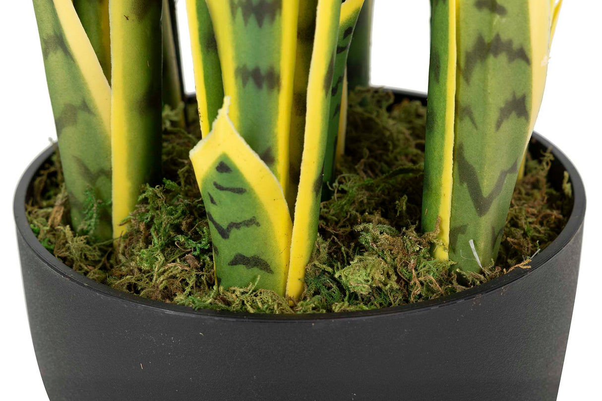 Sansewieria Trifasciata Plant 25x25x85 cm