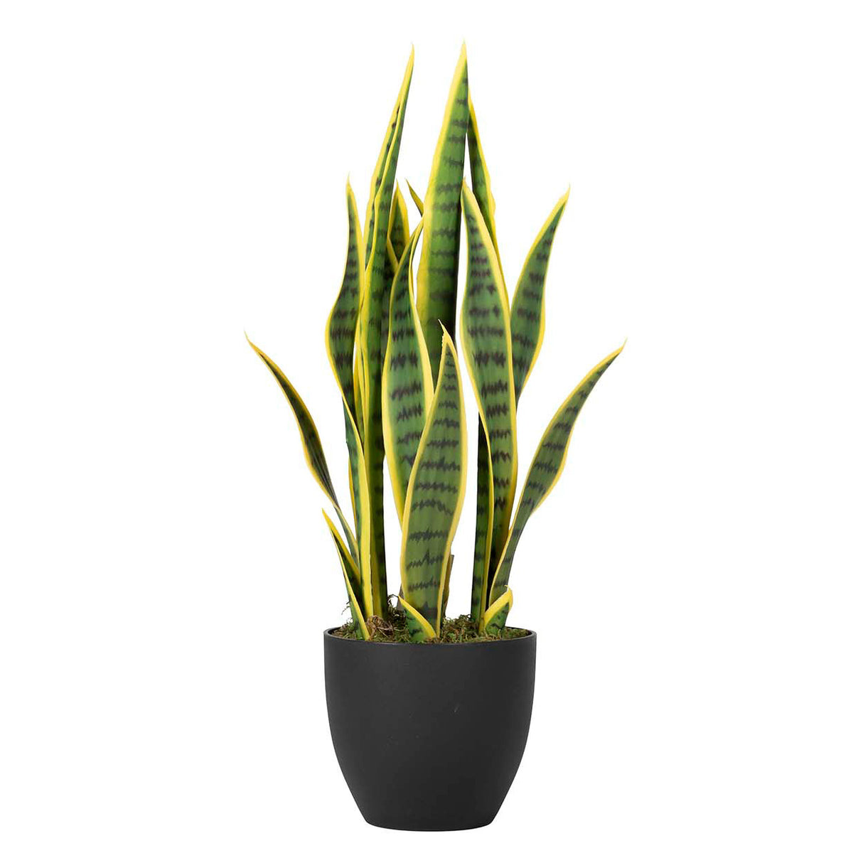 Sansewieria Trifasciata Plant 40x18x70 cm