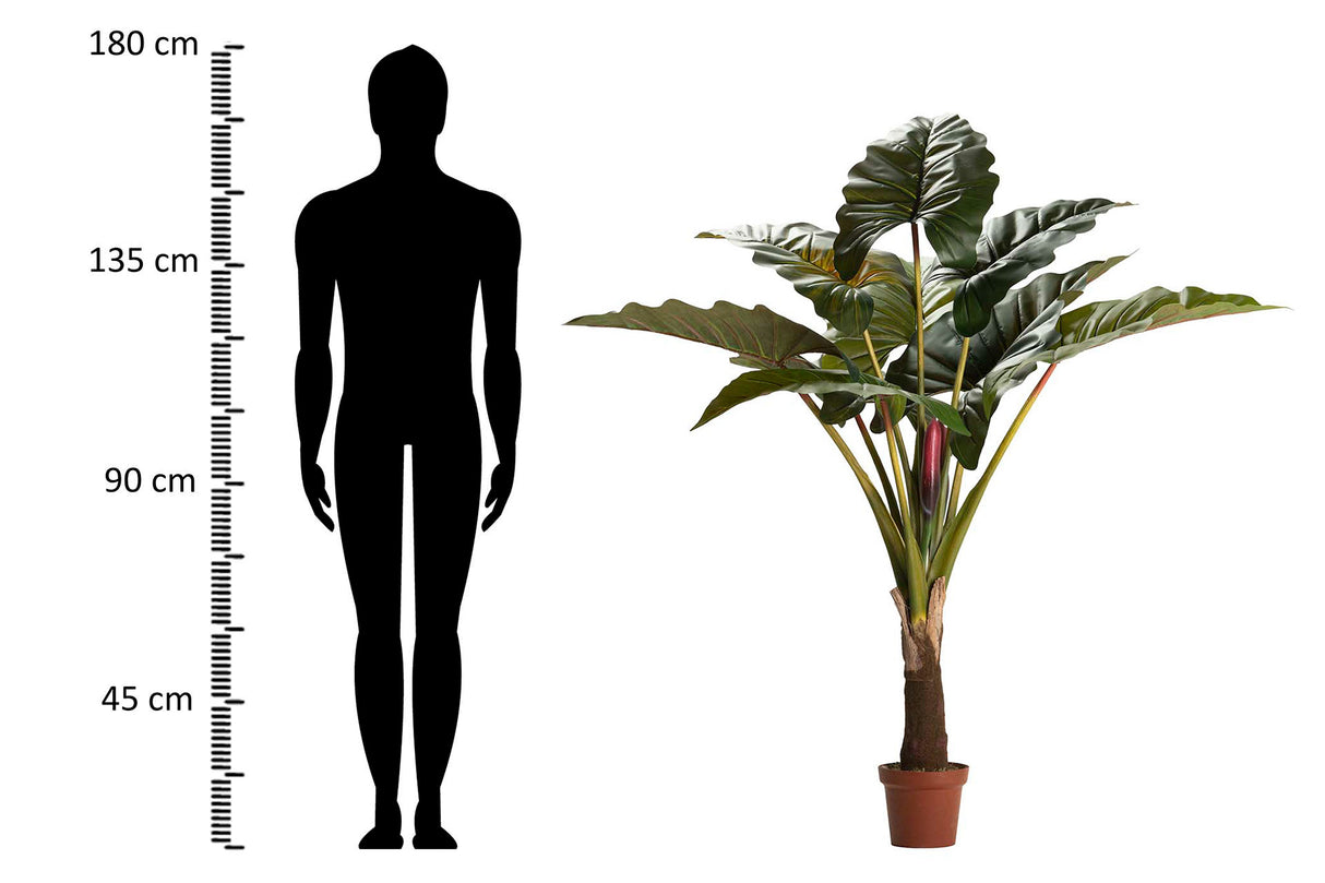 Ploocasia escuulenta 130x130x165 cm