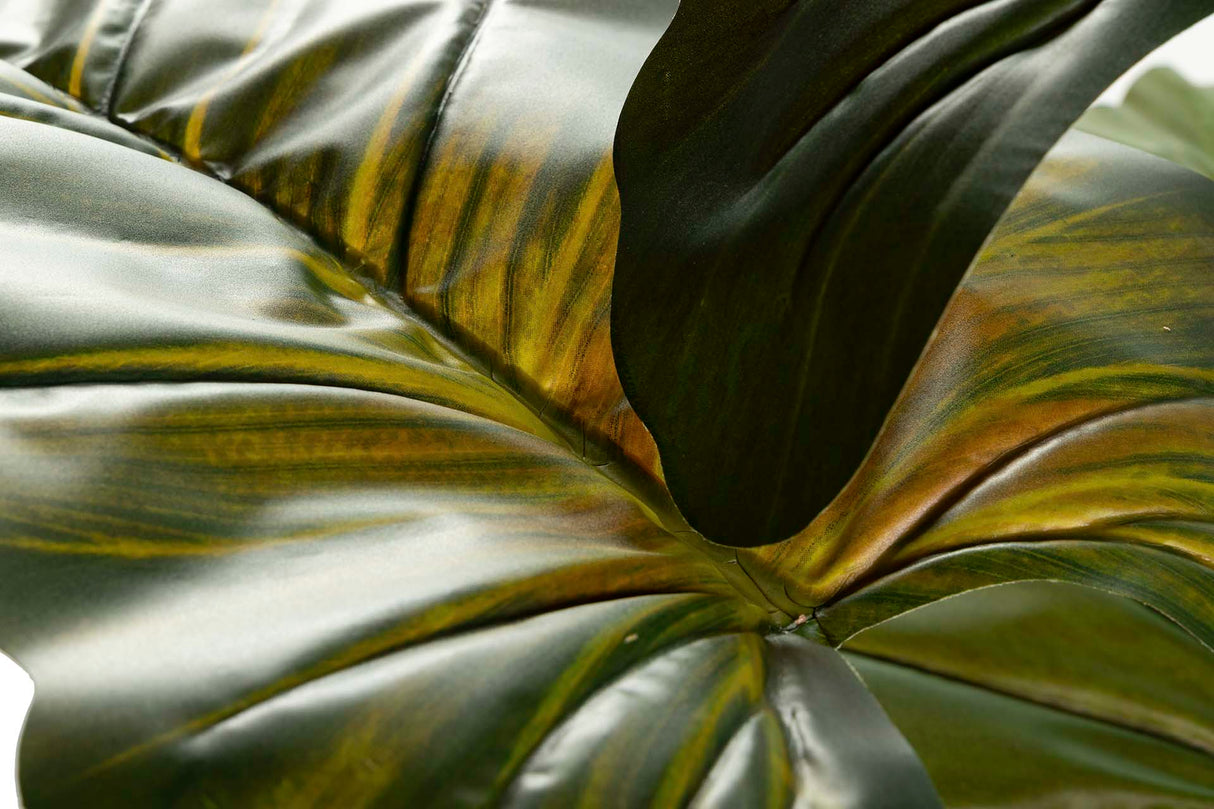 Ploocasia escuulenta 130x130x165 cm