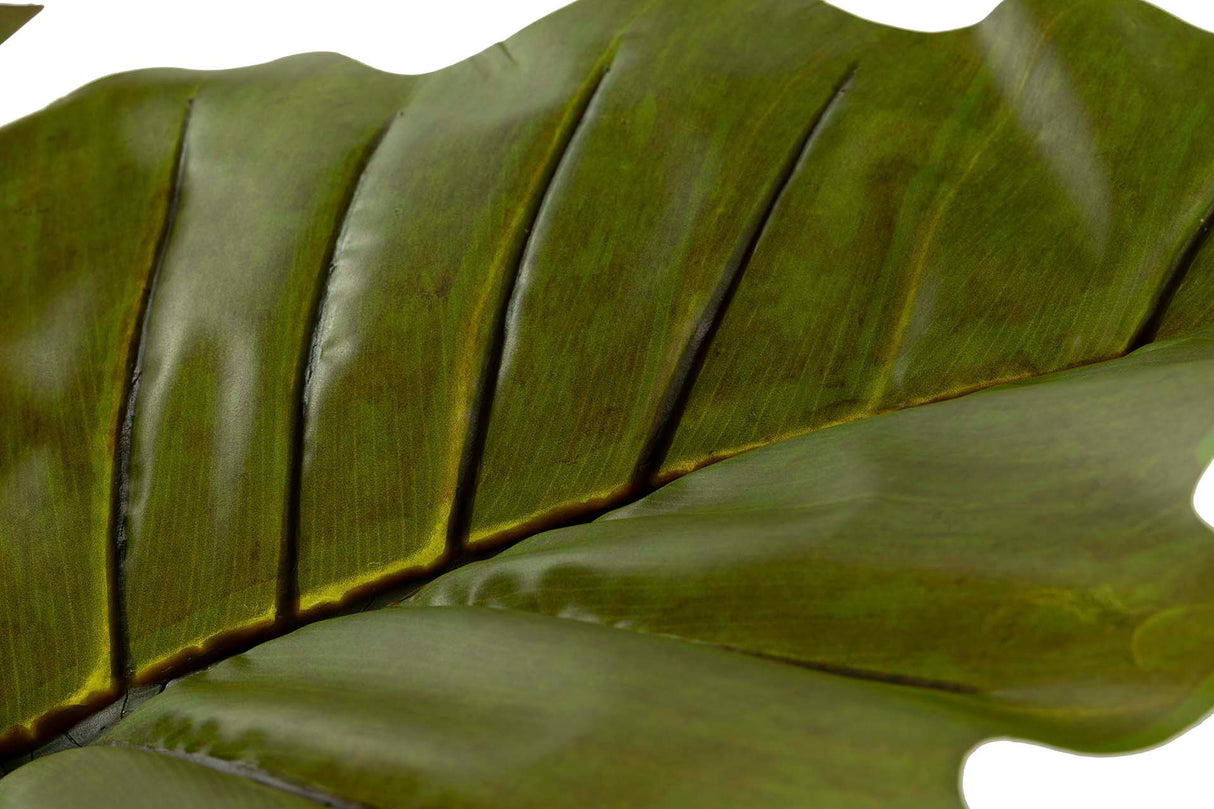 Ploocasia escuulenta 130x130x165 cm