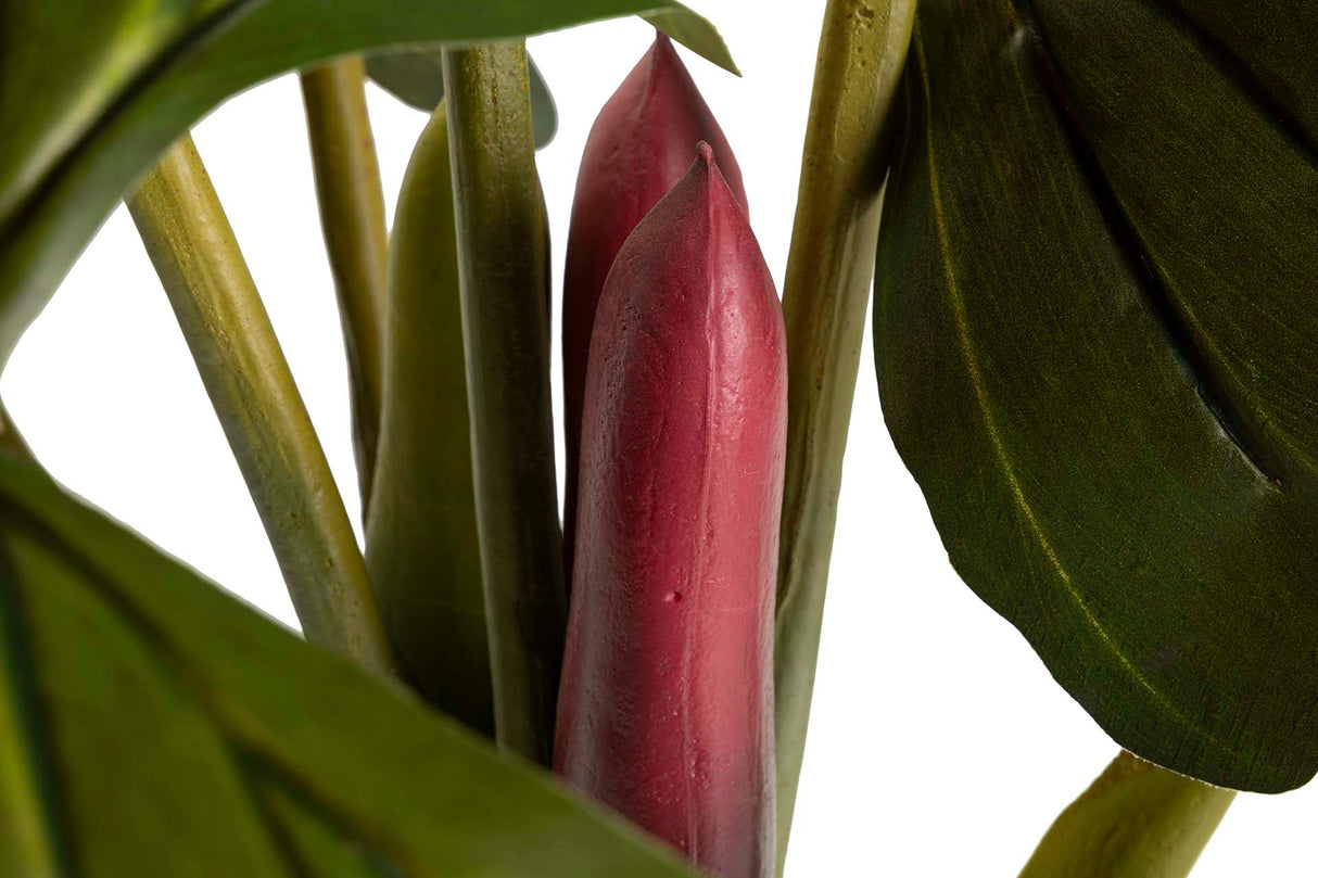 Ploocasia escuulenta 130x130x165 cm