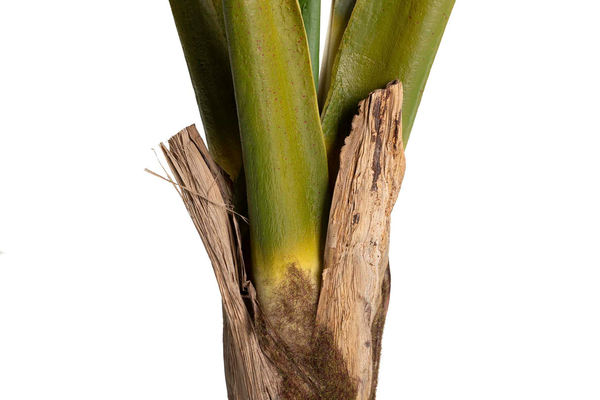 Ploocasia escuulenta 130x130x165 cm