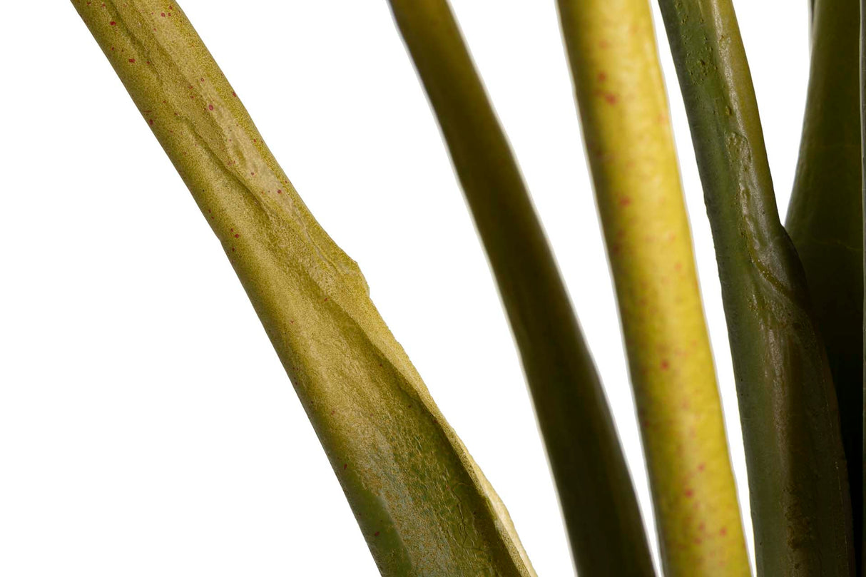 Ploocasia escuulenta 130x130x165 cm