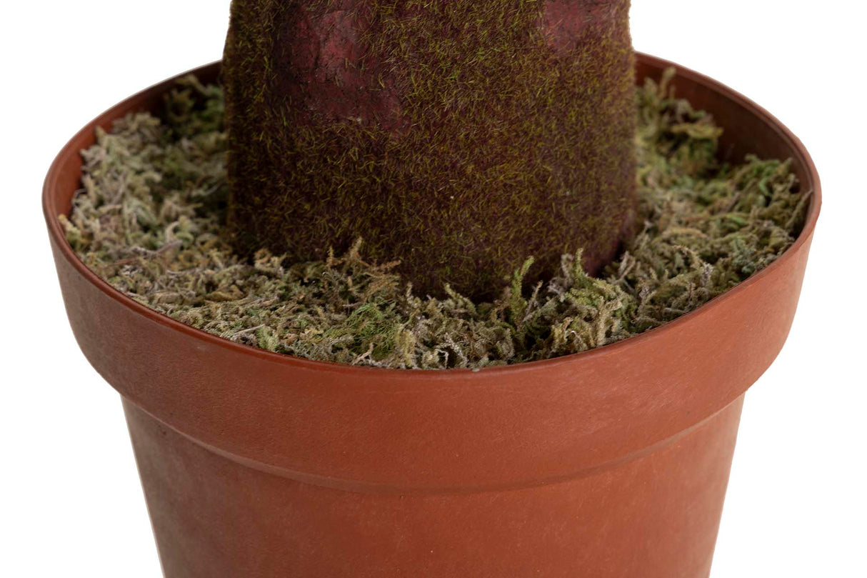 Ploocasia escuulenta 130x130x165 cm