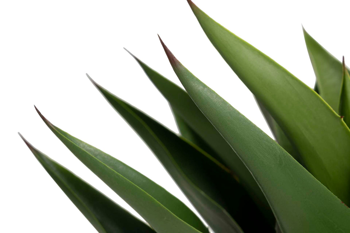 Atenuata 75x75x82 cm