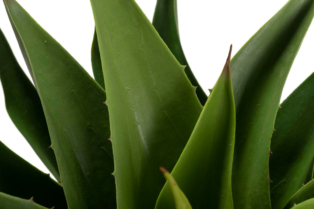 Atenuata 75x75x82 cm