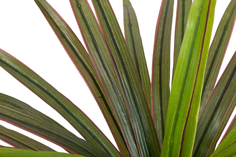 Planta Yucca com 58x58x58 cm de panela
