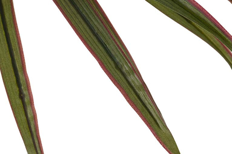 Planta Yucca com 58x58x58 cm de panela