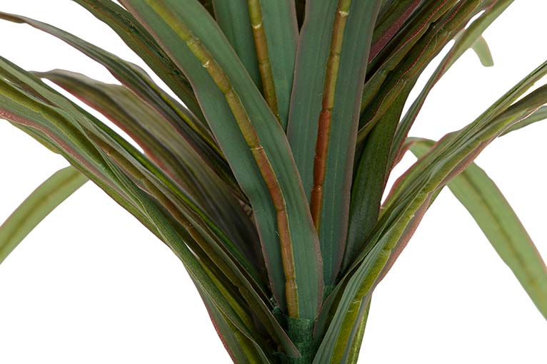 Planta Yucca com 58x58x58 cm de panela