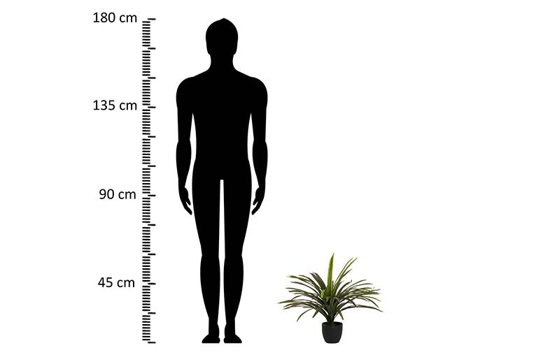Planta Yucca com 58x58x58 cm de panela