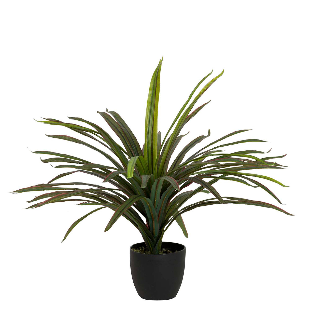 Planta Yucca com 58x58x58 cm de panela