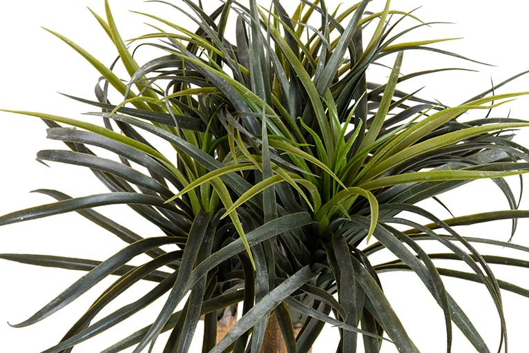 Plante artificielle Nolina recurvata avec 60x60x75 cm pot