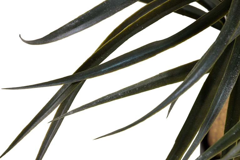 Plante artificielle Nolina recurvata avec 60x60x75 cm pot