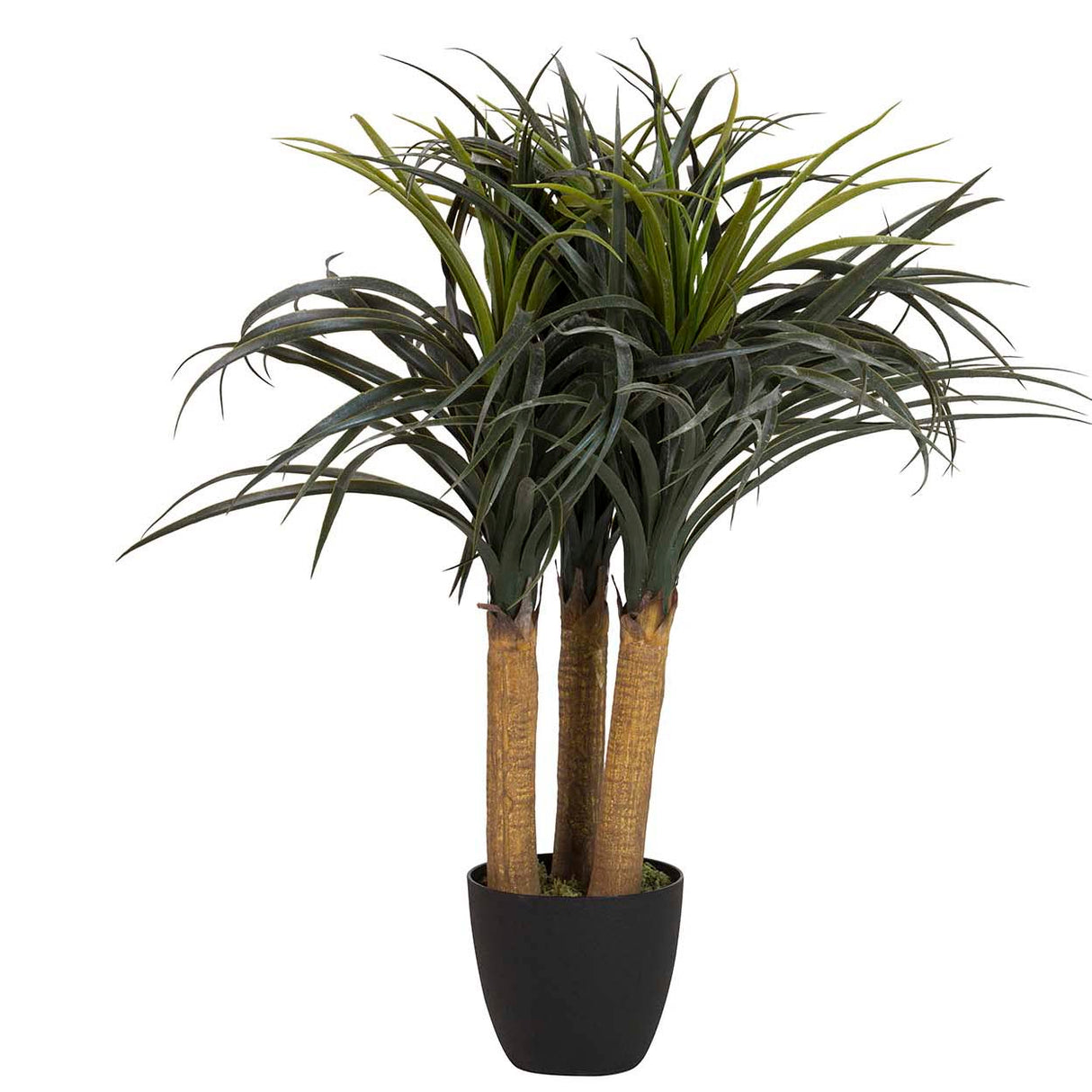 Plante artificielle Nolina recurvata avec 60x60x75 cm pot