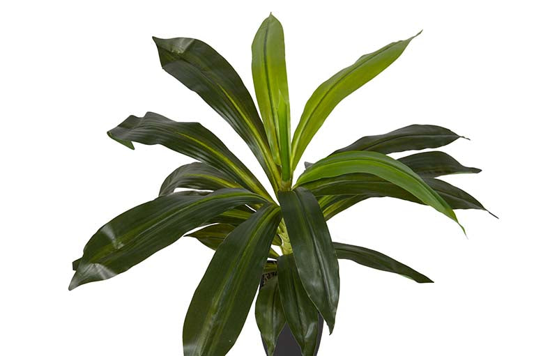 Dracaena Fragrans Plant com pote de 55x55x55 cm