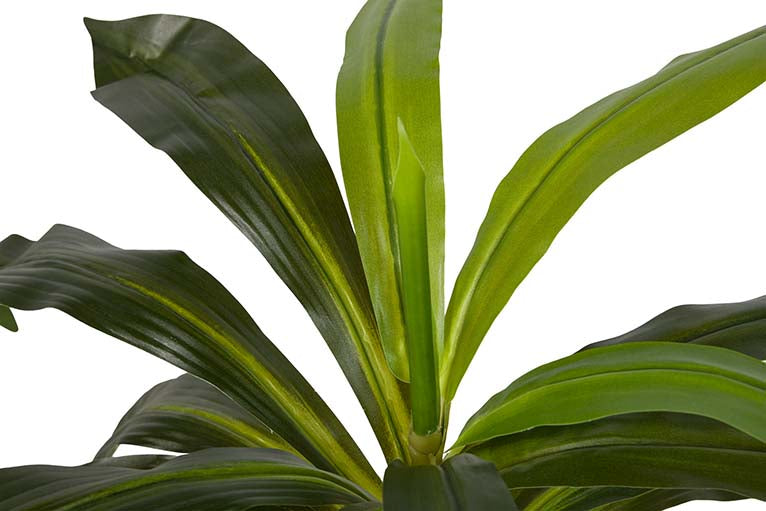 Dracaena Fragrans Plant com pote de 55x55x55 cm