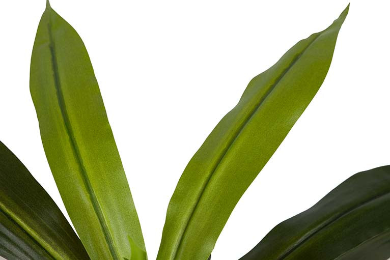 Dracaena Fragrans Plant com pote de 55x55x55 cm