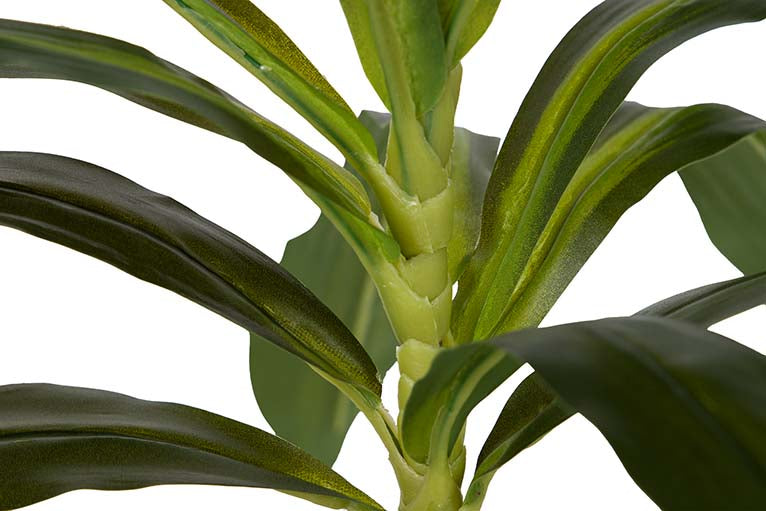 Dracaena Fragrans Plant com pote de 55x55x55 cm
