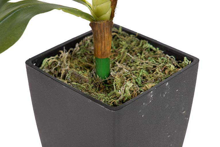 Dracaena Fragrans Plant com pote de 55x55x55 cm