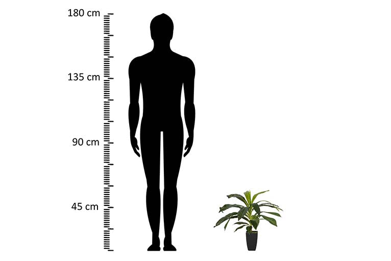 Dracaena Fragrans Plant com pote de 55x55x55 cm
