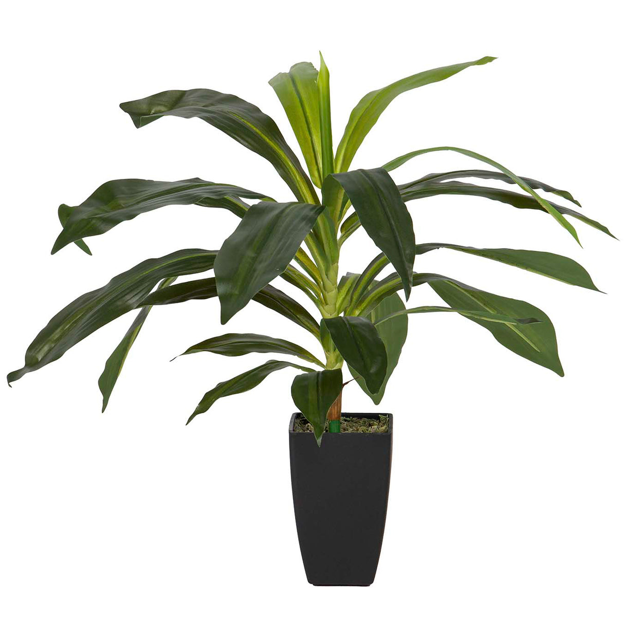 Dracaena Fragrans Plant com pote de 55x55x55 cm