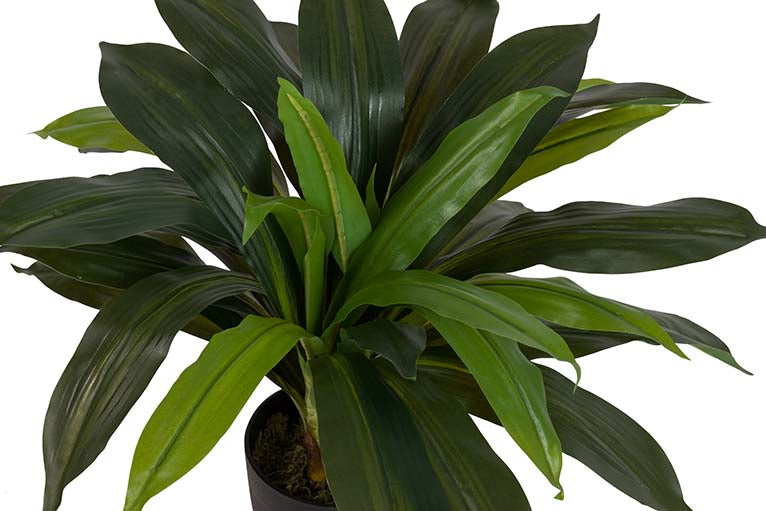 Dracaena Fragrans Plant com pote de 55x55x55 cm