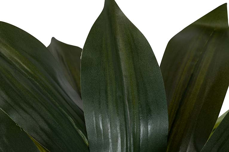Dracaena Fragrans Plant com pote de 55x55x55 cm