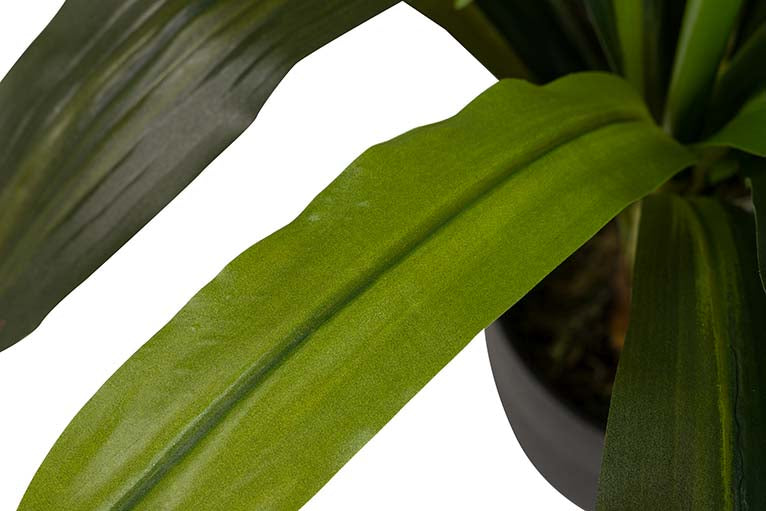 Dracaena Fragrans Plant com pote de 55x55x55 cm