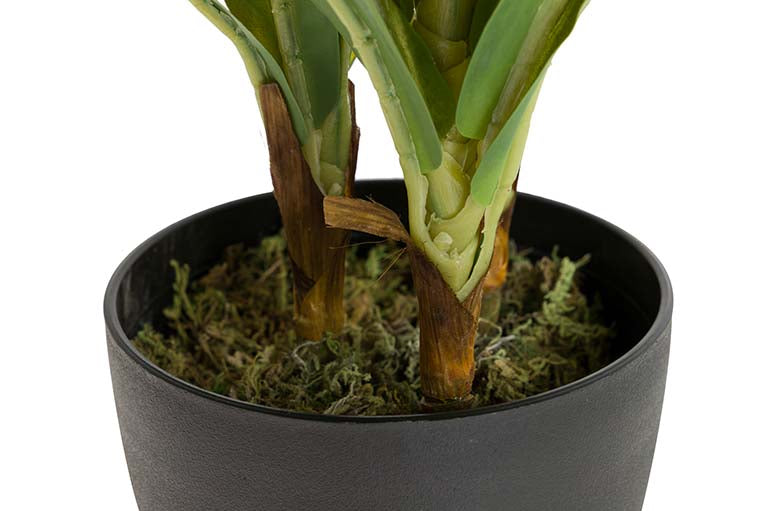 Dracaena Fragrans Plant com pote de 55x55x55 cm