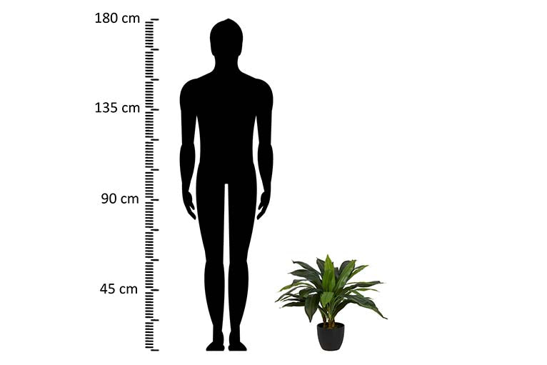 Dracaena Fragrans Plant com pote de 55x55x55 cm