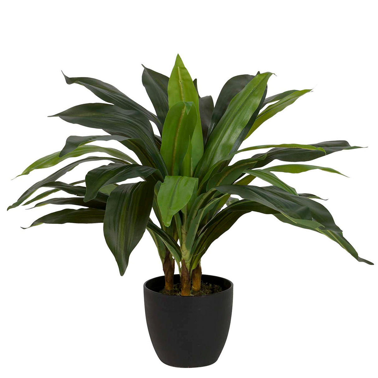 Dracaena Fragrans Plant com pote de 55x55x55 cm
