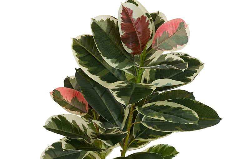 Dieffenbachia maculata 50x50x85 cm