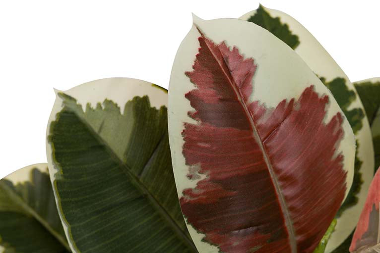 Dieffenbachia maculata 50x50x85 cm