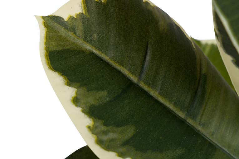 Dieffenbachia maculata 50x50x85 cm