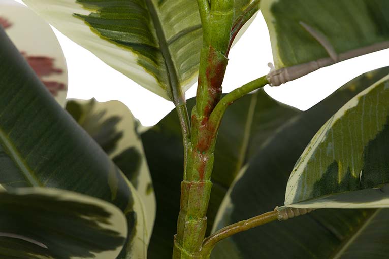 Dieffenbachia maculata 50x50x85 cm