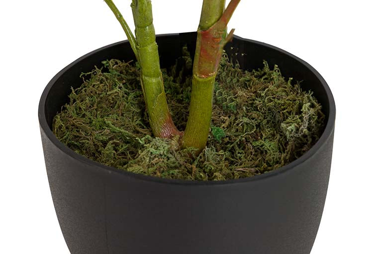 Dieffenbachia maculata 50x50x85 cm