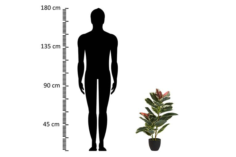 Dieffenbachia maculata 50x50x85 cm