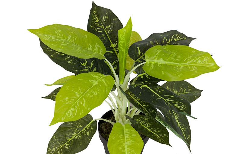 Dieffenbachia maculata 44x44x48 cm