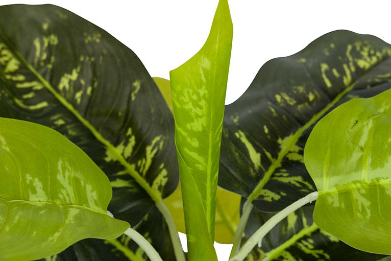 Dieffenbachia maculata 44x44x48 cm