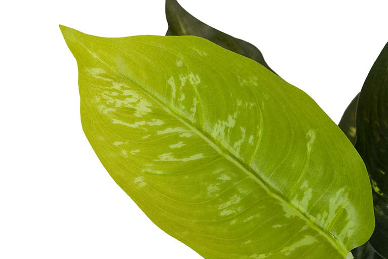 Dieffenbachia maculata 44x44x48 cm