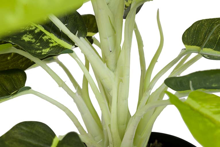 Dieffenbachia maculata 44x44x48 cm