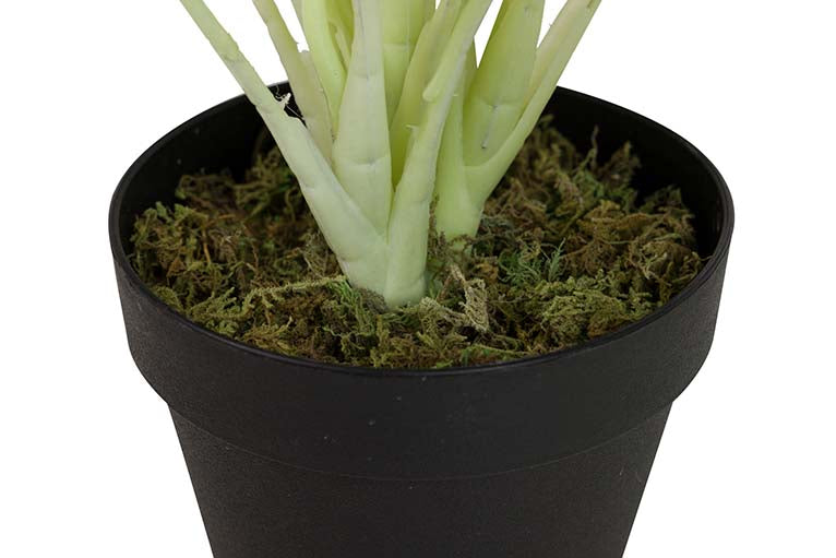 Dieffenbachia maculata 44x44x48 cm