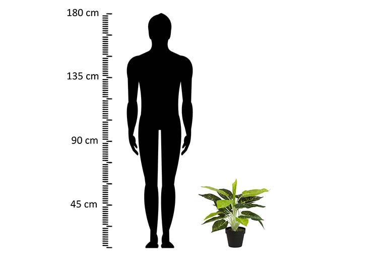 Dieffenbachia maculata 44x44x48 cm