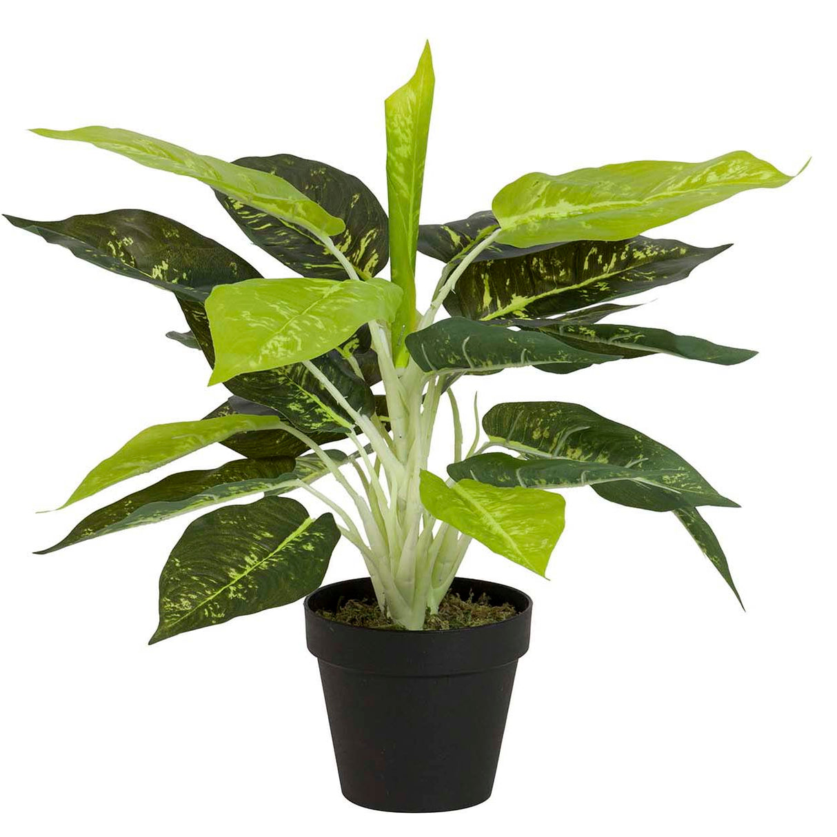Dieffenbachia maculata 44x44x48 cm