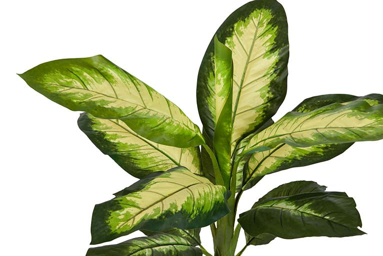 Dieffenbachia pontilhou 55x55x100 cm
