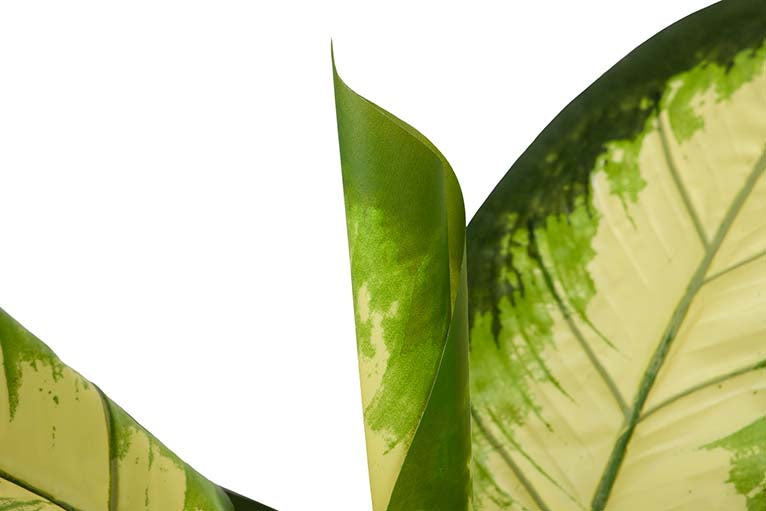 Dieffenbachia pontilhou 55x55x100 cm