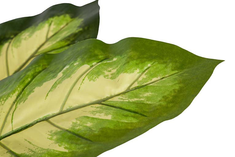 Dieffenbachia pontilhou 55x55x100 cm