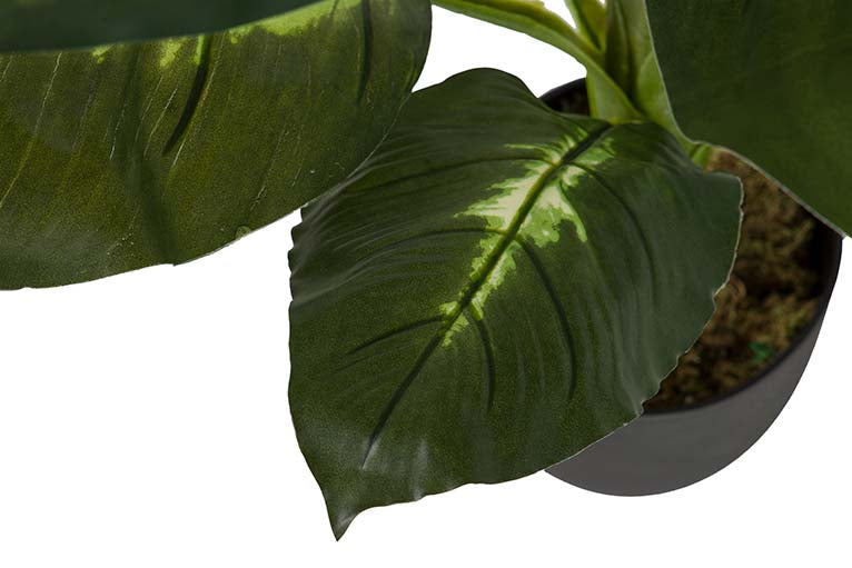 Dieffenbachia pontilhou 55x55x100 cm